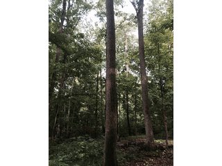 Property photo 19 - LAND AUCTION, 55+/- Acres offered in 2 tracts
